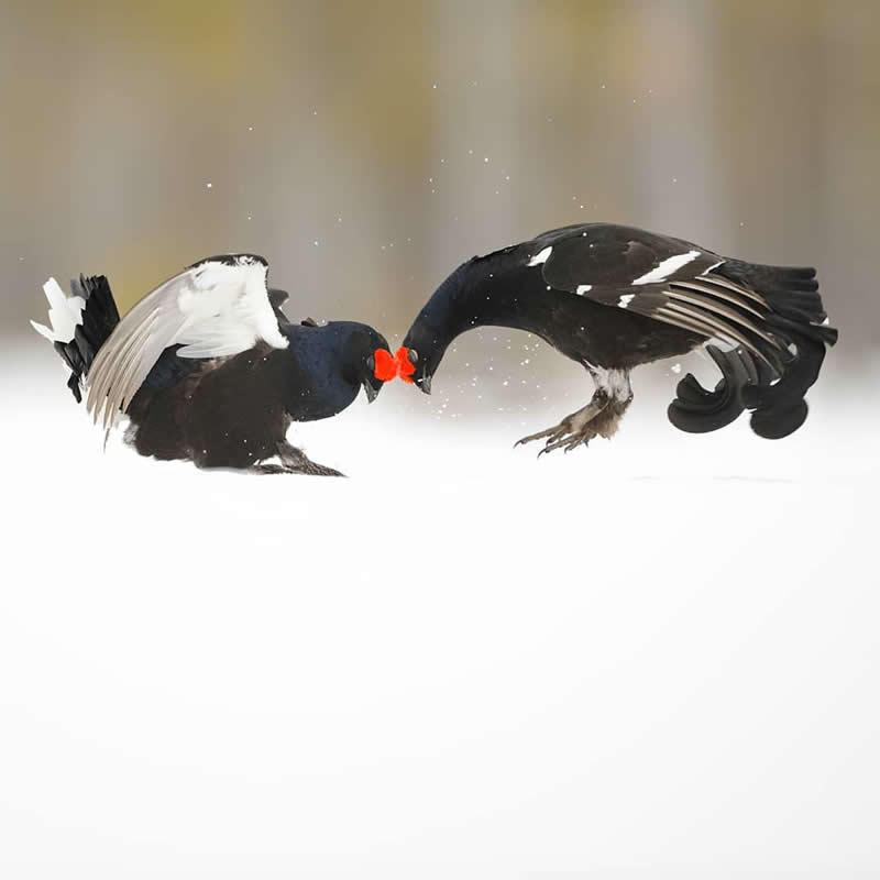 Bird Photography by Jose Manuel Grandio