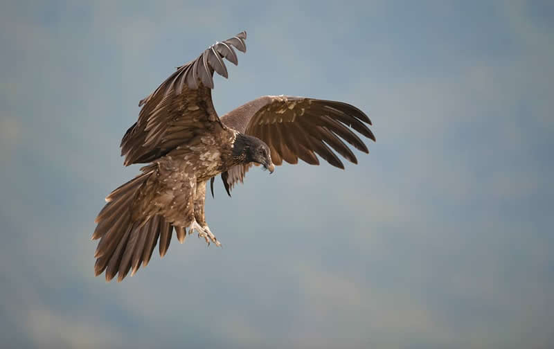 Bird Photography by Jose Manuel Grandio