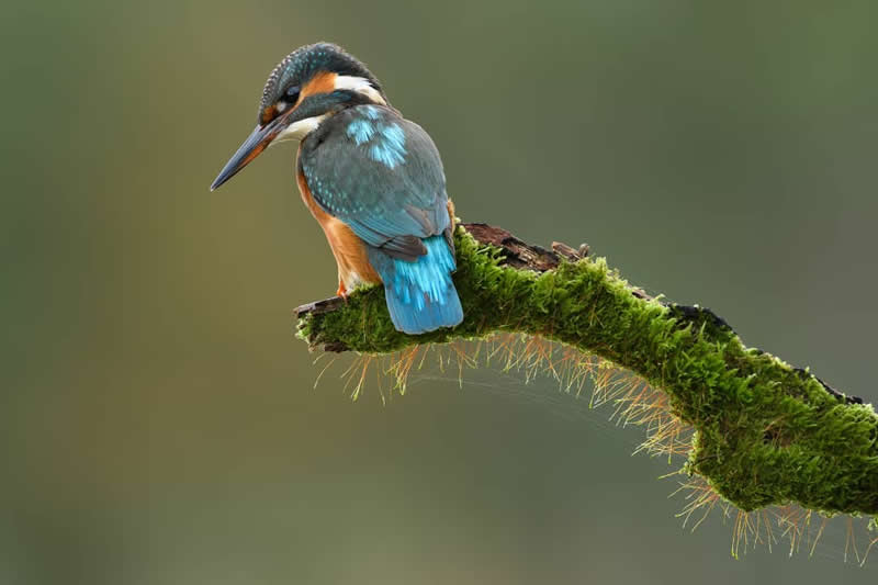 Bird Photography by Jose Manuel Grandio