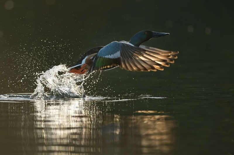 Bird Photography by Jose Manuel Grandio