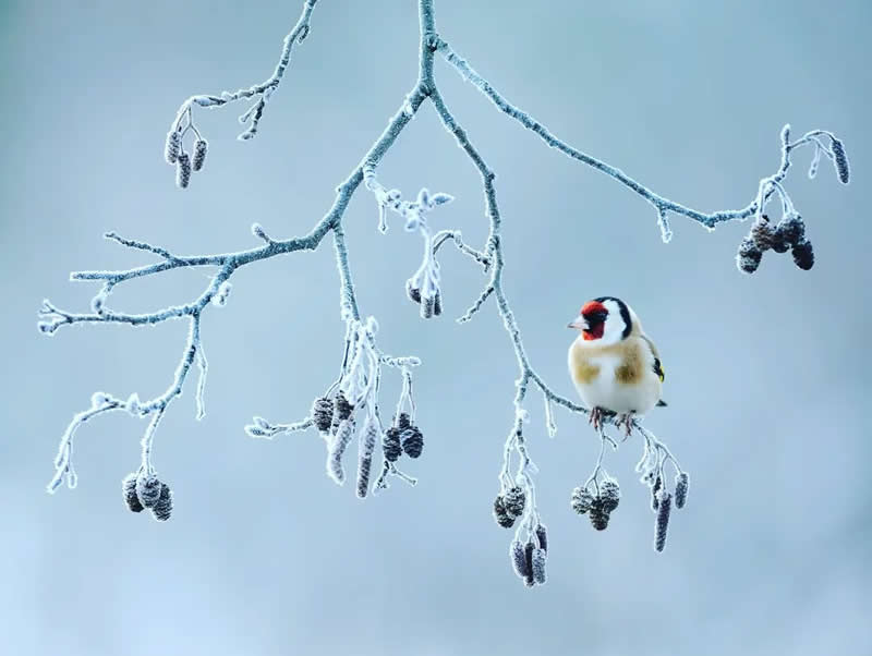 Bird Photography by Jose Manuel Grandio