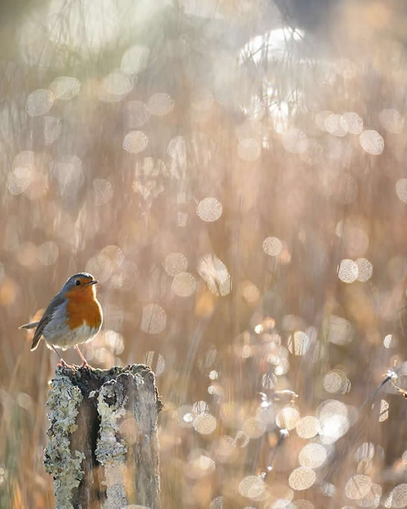 Bird Photography by Jose Manuel Grandio