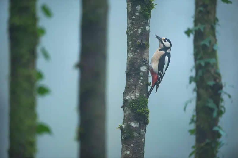 Bird Photography by Jose Manuel Grandio