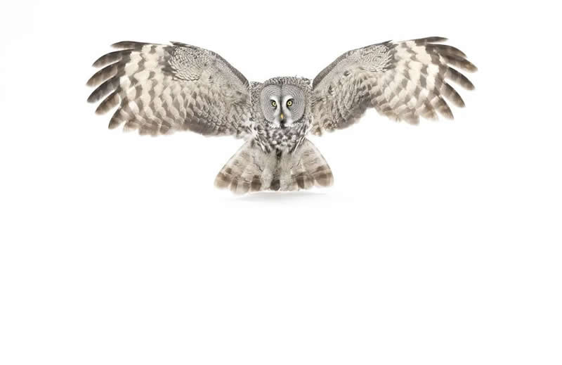 Bird Photography by Jose Manuel Grandio