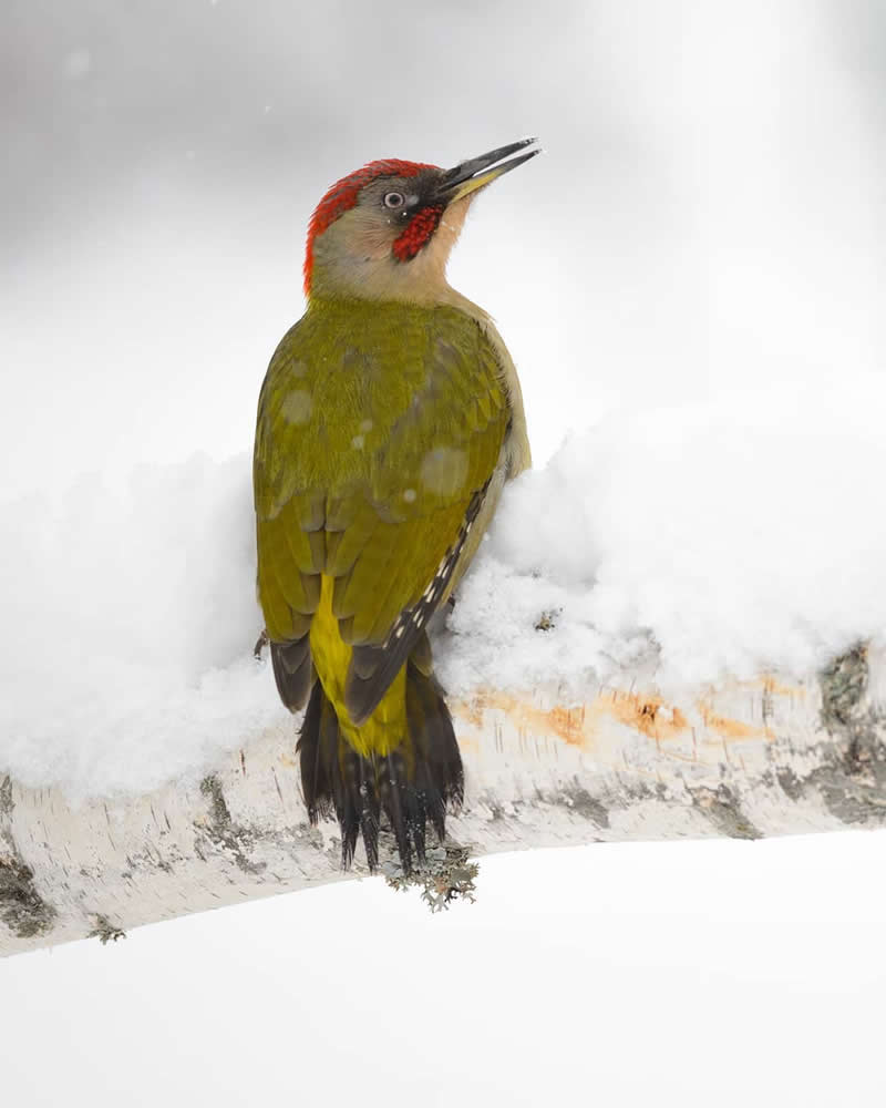 Bird Photography by Jose Manuel Grandio