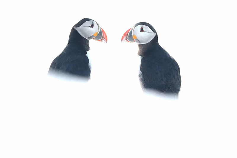 Bird Photography by Jose Manuel Grandio