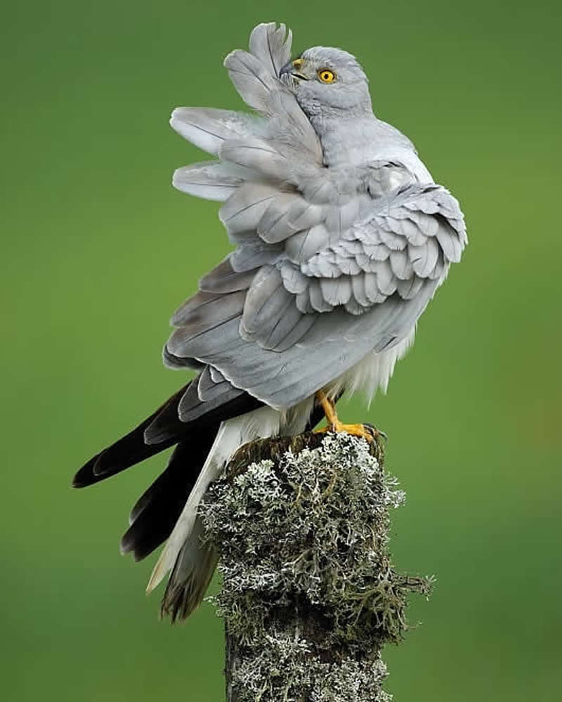 Bird Photography by Jose Manuel Grandio