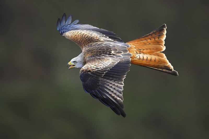 Bird Photography by Jose Manuel Grandio
