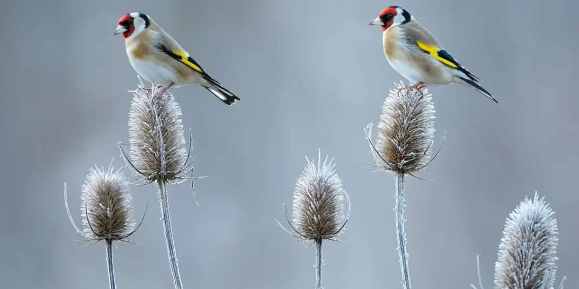 Bird Photography by Jose Manuel Grandio