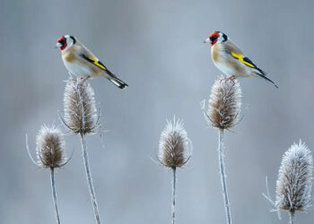 Bird Photography by Jose Manuel Grandio