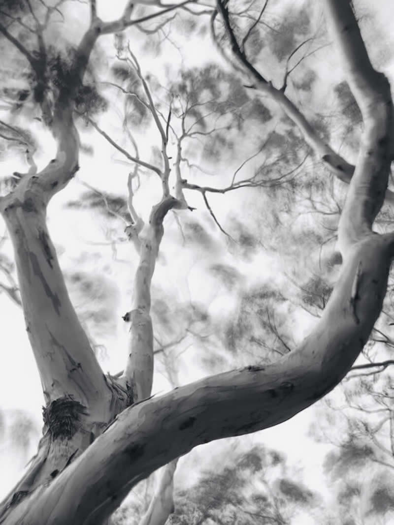 Swaying by Yunqiao Song - Black and White Winners from the Mobile Photography Awards