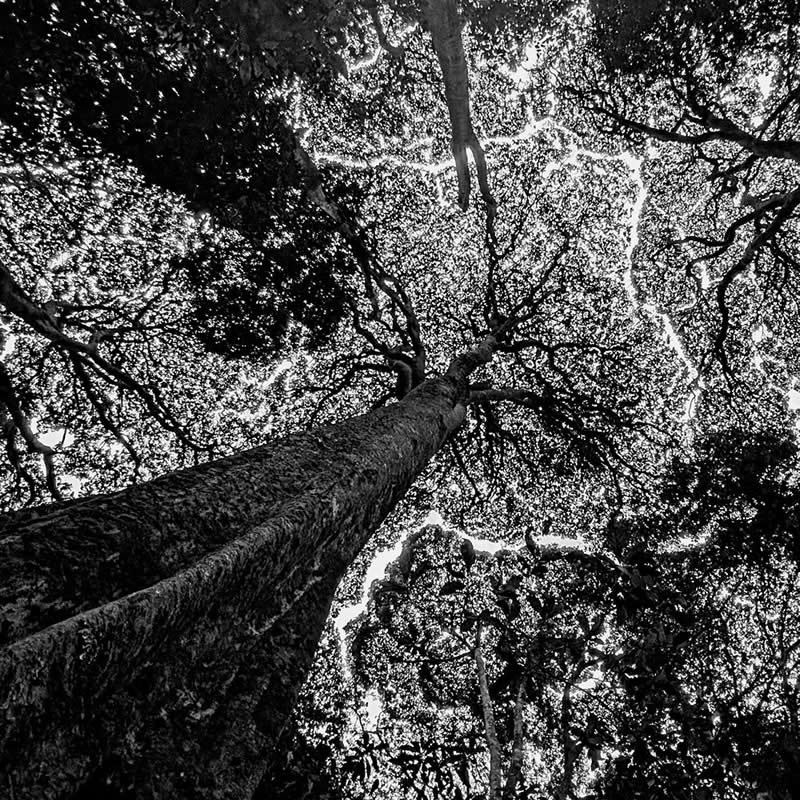 Canopy Jigsaw by Sally Kent - Black and White Winners from the Mobile Photography Awards