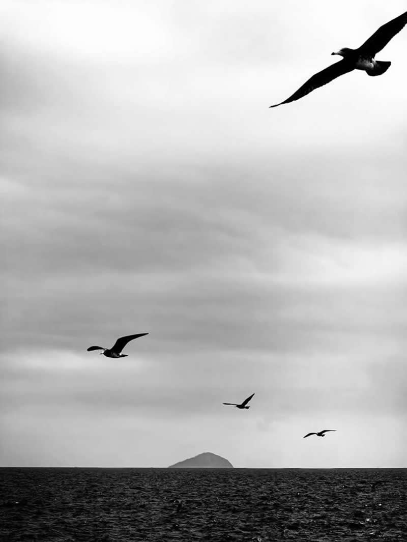 Island Birds by Guanhong Chen - Black and White Winners from the Mobile Photography Awards