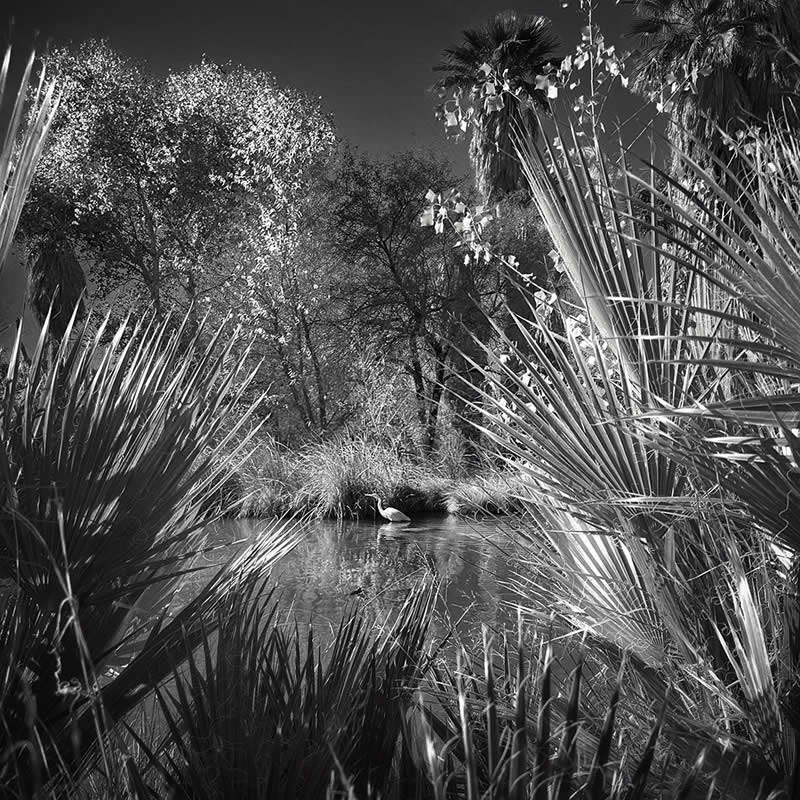 Desert Oasis, Patience by Joseph Cyr - Black and White Winners from the Mobile Photography Awards
