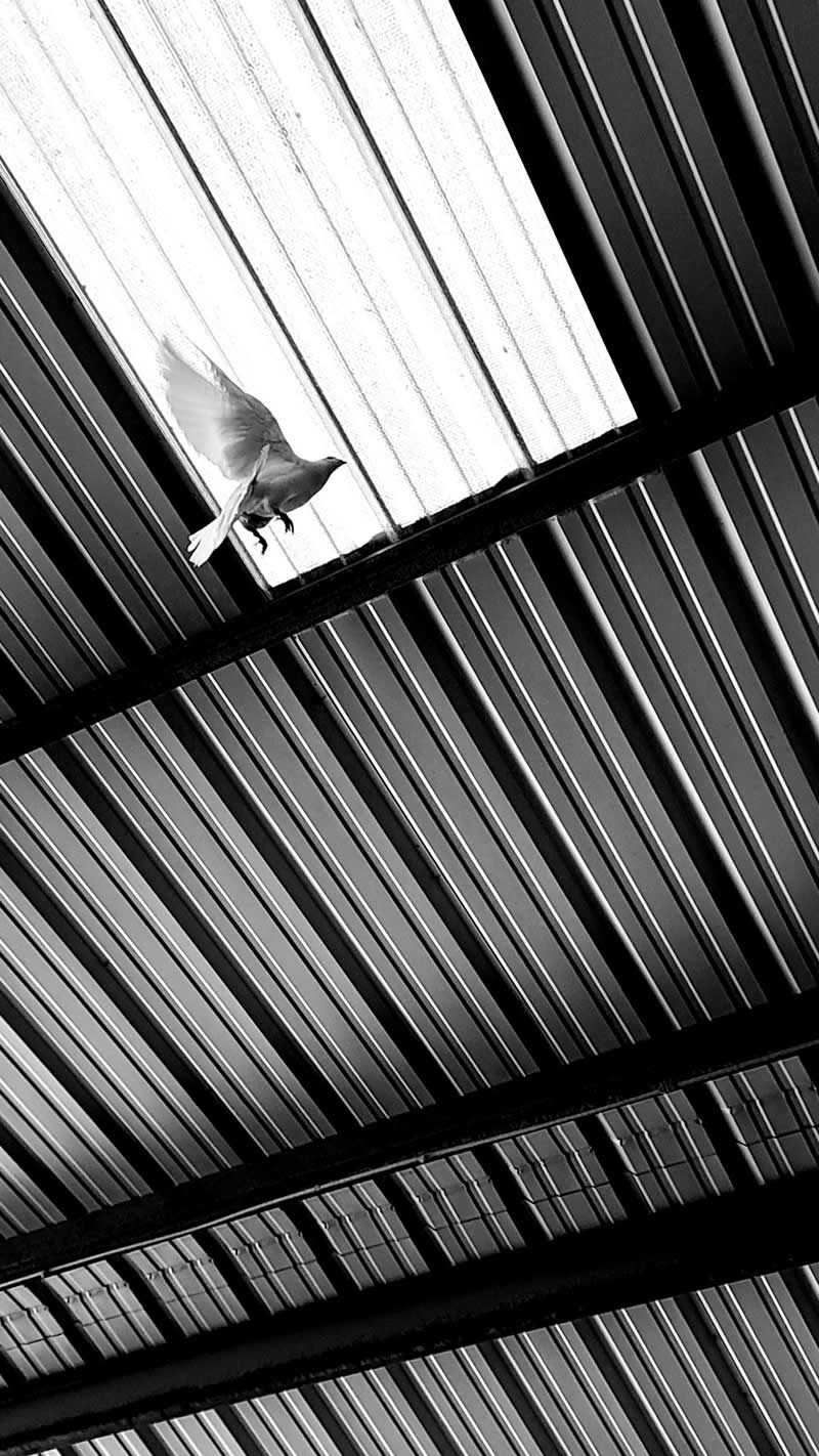 Flight by Rebekah Waldek - Black and White Winners from the Mobile Photography Awards