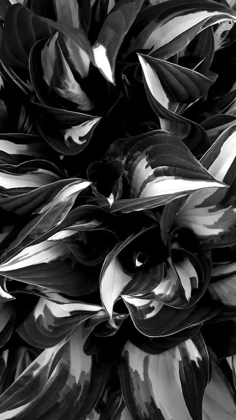 Fire and Ice by Rebekah Waldek - Black and White Winners from the Mobile Photography Awards