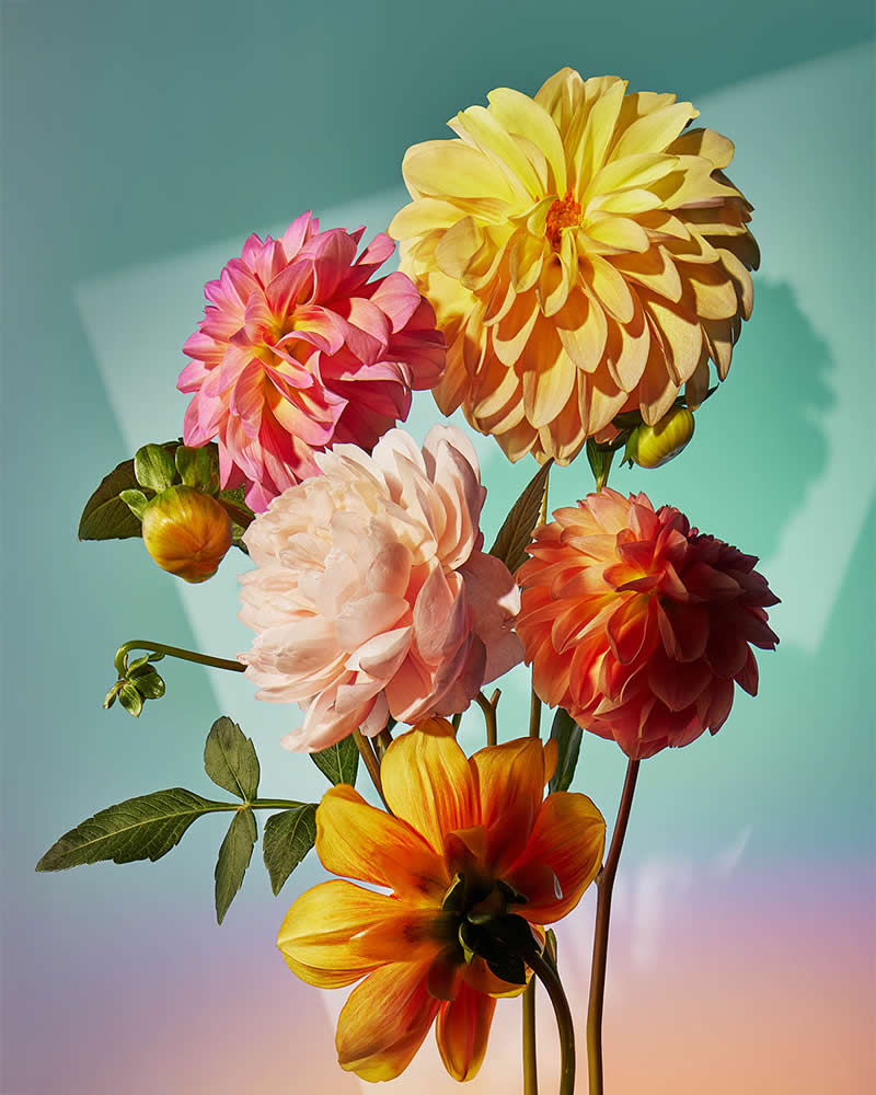 2025 Chromatic Awards - Still Life, 1st Place winner: Colorbomb by Lisa Shin, United States