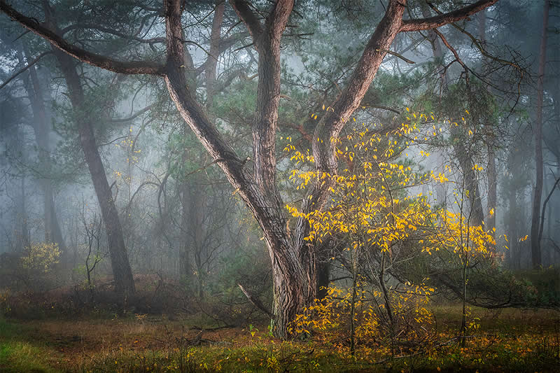 Autumn Fairytale by Jacob-Carl Pauw, Netherlands - 2025 Chromatic Awards Landscape Winners