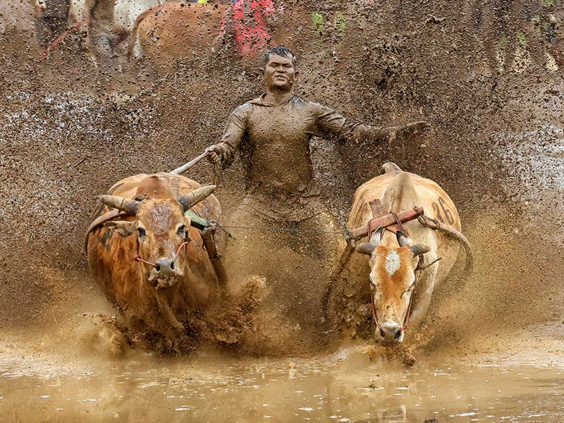 2nd Place winner: Moment of Triumph &ndash; Pacu Jawi by Jurica Galic, Croatia - 2025 Chromatic Awards Travel Winners