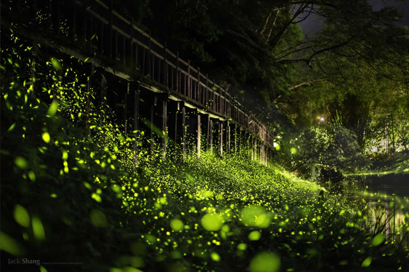 3rd Place winner: Firefly evening party under the wooden bridge by Yao Yuan Shang, Taiwan - 2025 Chromatic Awards Travel Winners