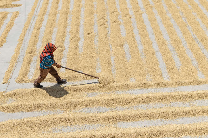 Drying Coffee Beans in the Sun by Emily M. Wilson, United States - 2025 Chromatic Awards Travel Winners