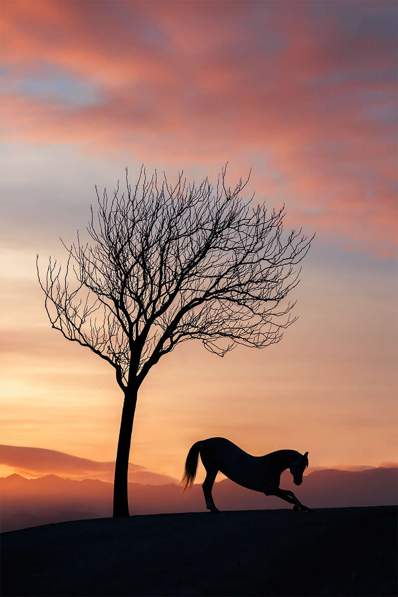 Bowing To The Night by Kinga Wnuk, Poland - Wildlife Winners from the 2025 Chromatic Awards