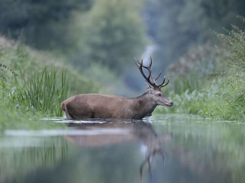 Deer by Hubert Mielnik, Poland - Wildlife Winners from the 2025 Chromatic Awards