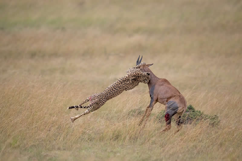Spin control by Zhayynn James, India - Wildlife Winners from the 2025 Chromatic Awards