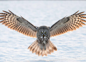 Wildlife Winners from the 2025 Chromatic Awards