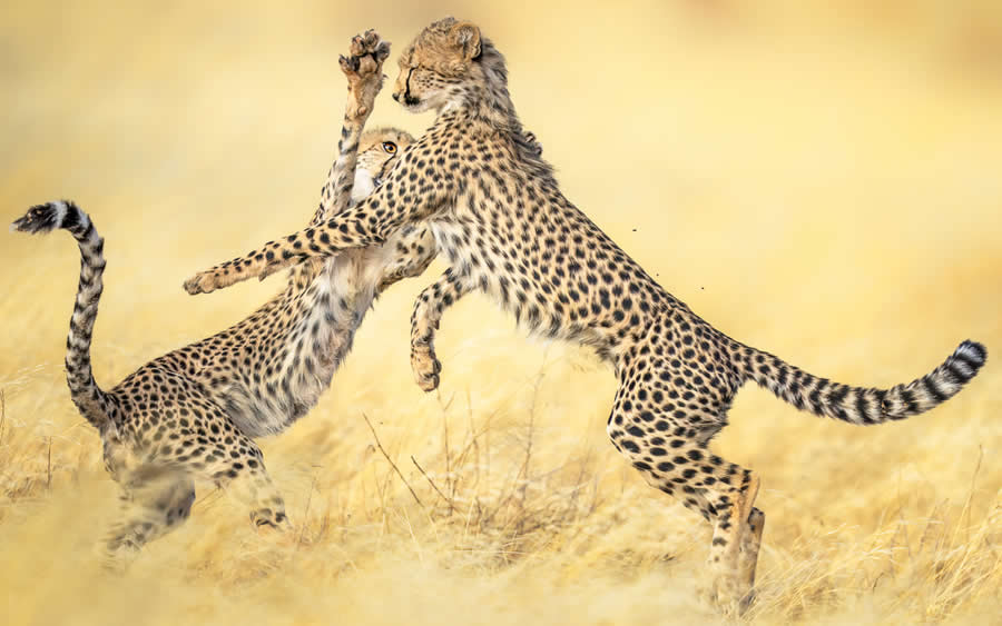 Wildlife Photos from the Chromatic Awards