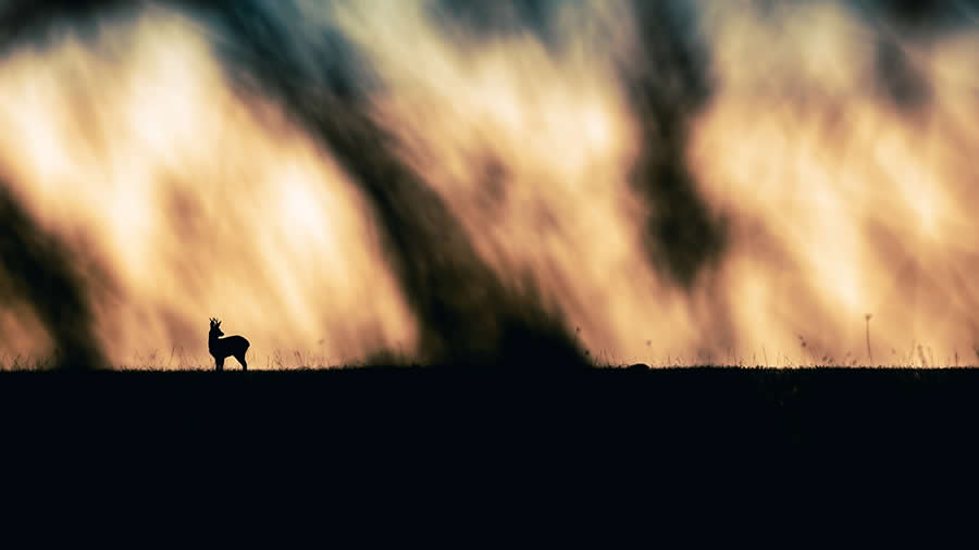 Wildlife Photos from the Chromatic Awards