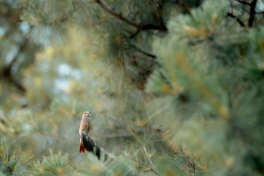 Wildlife Photos from the Chromatic Awards