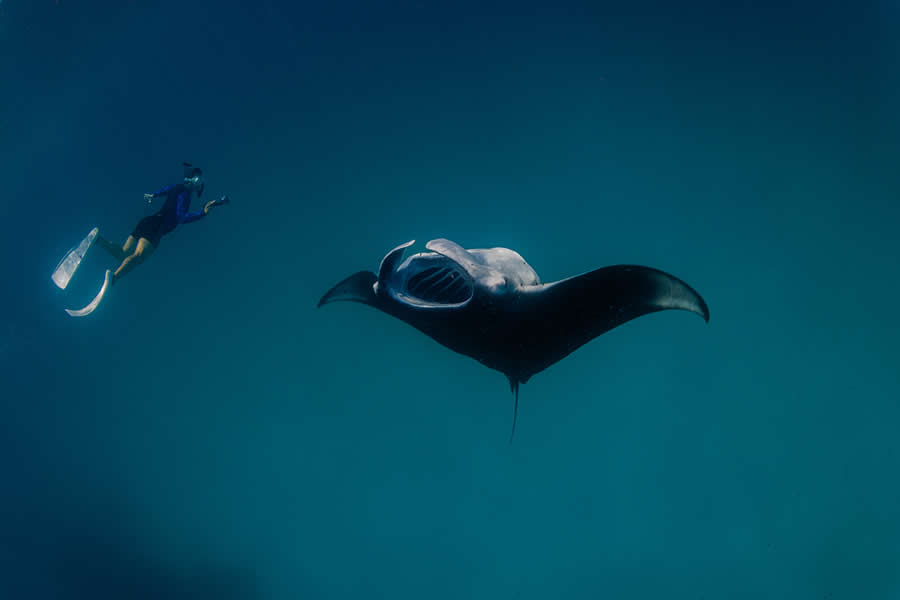 Wildlife Photos from the Chromatic Awards