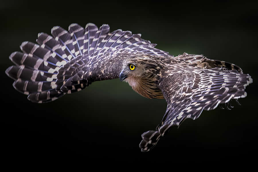 Wildlife Photos from the Chromatic Awards