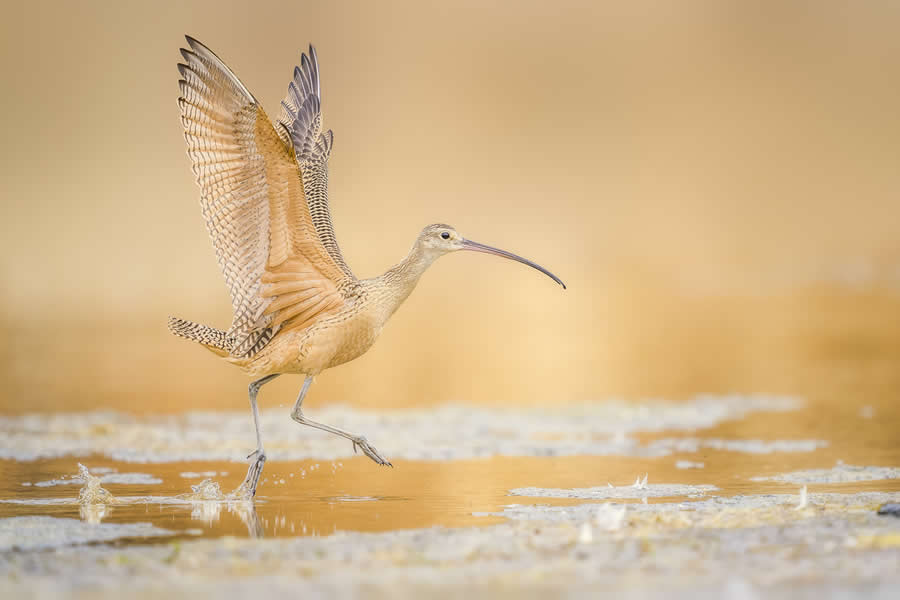 Wildlife Photos from the Chromatic Awards