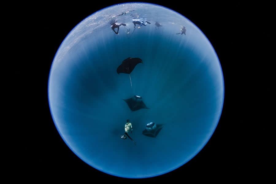 Wildlife Photos from the Chromatic Awards