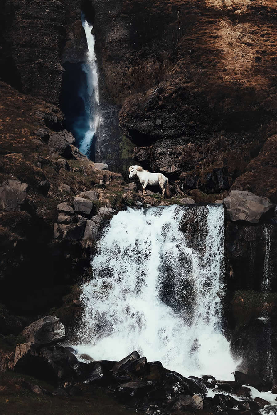 Wildlife Photos from the Chromatic Awards