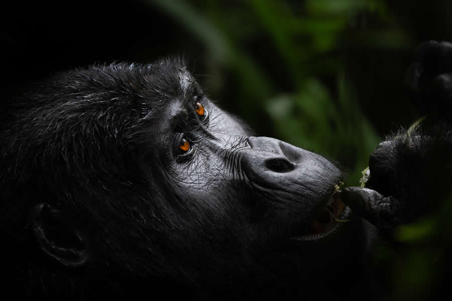 Wildlife Photos from the Chromatic Awards