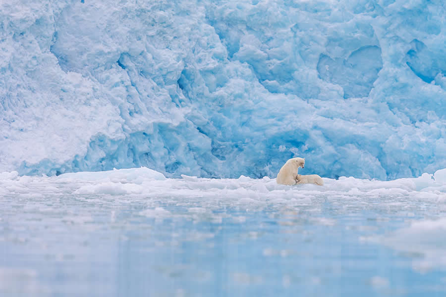 Wildlife Photos from the Chromatic Awards