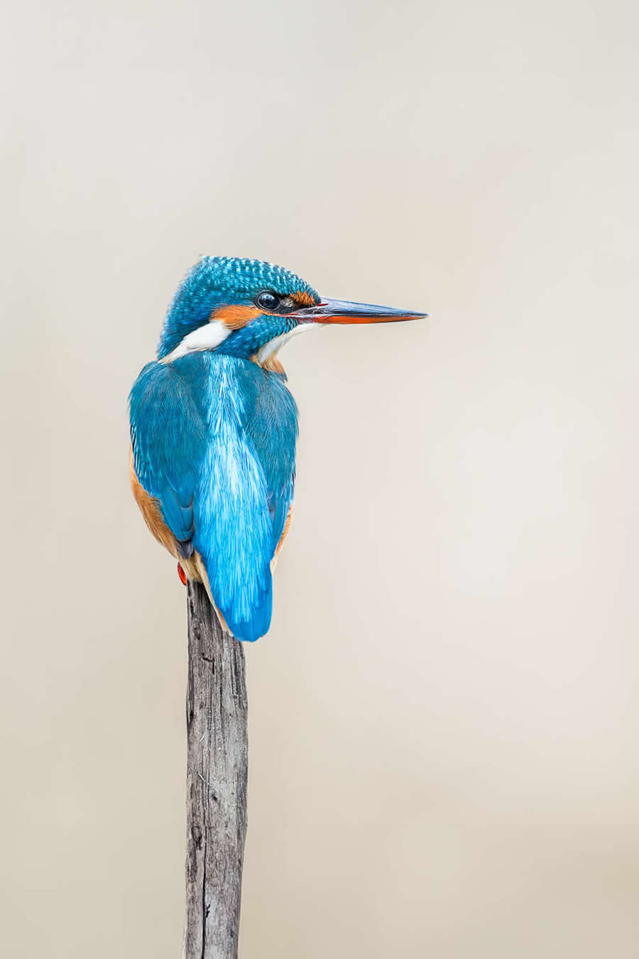 Wildlife Photos from the Chromatic Awards