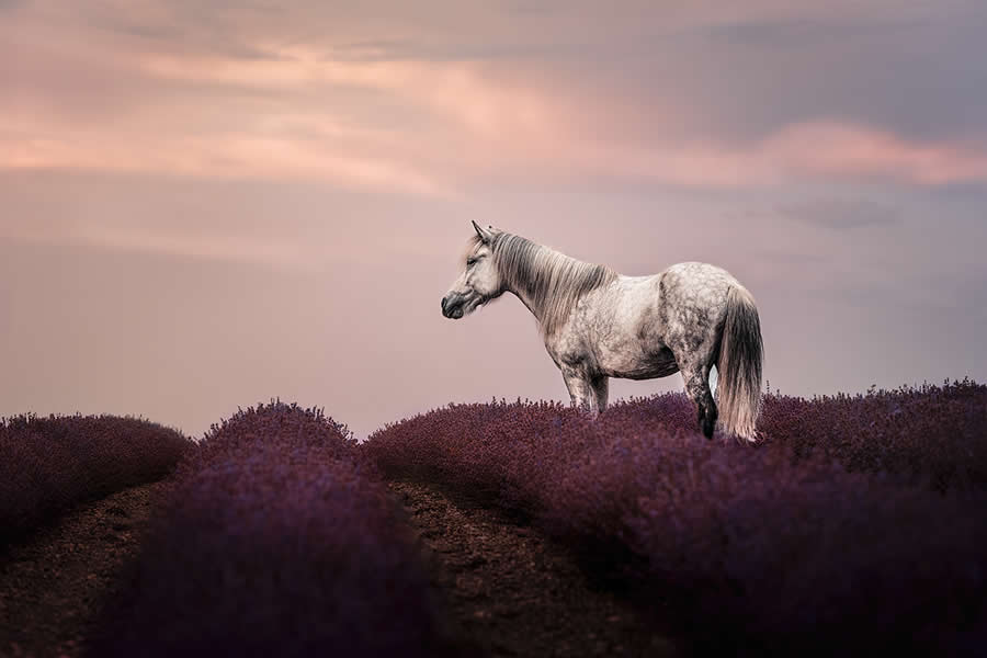 Wildlife Photos from the Chromatic Awards