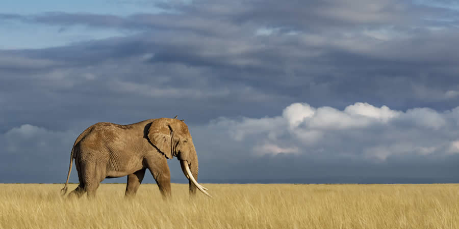 Wildlife Photos from the Chromatic Awards