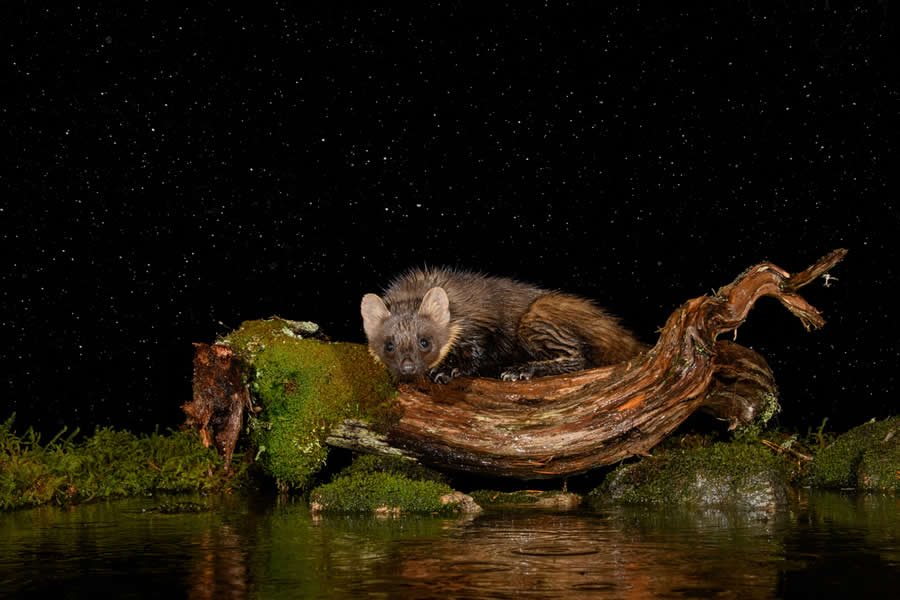 Wildlife Photos from the Chromatic Awards