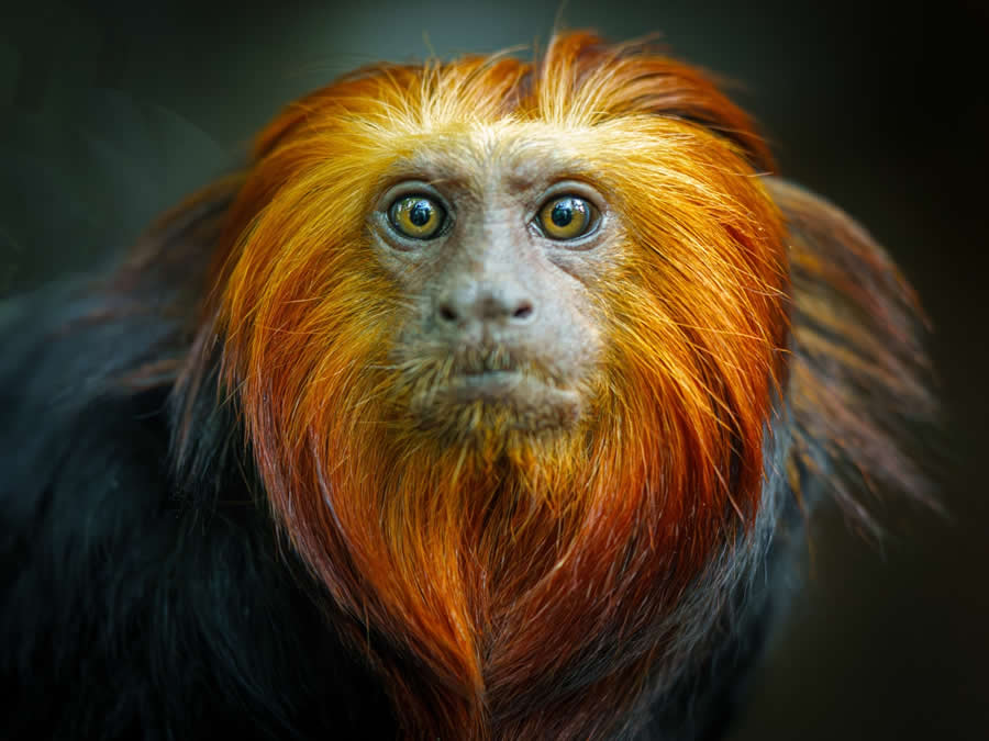 Wildlife Photos from the Chromatic Awards