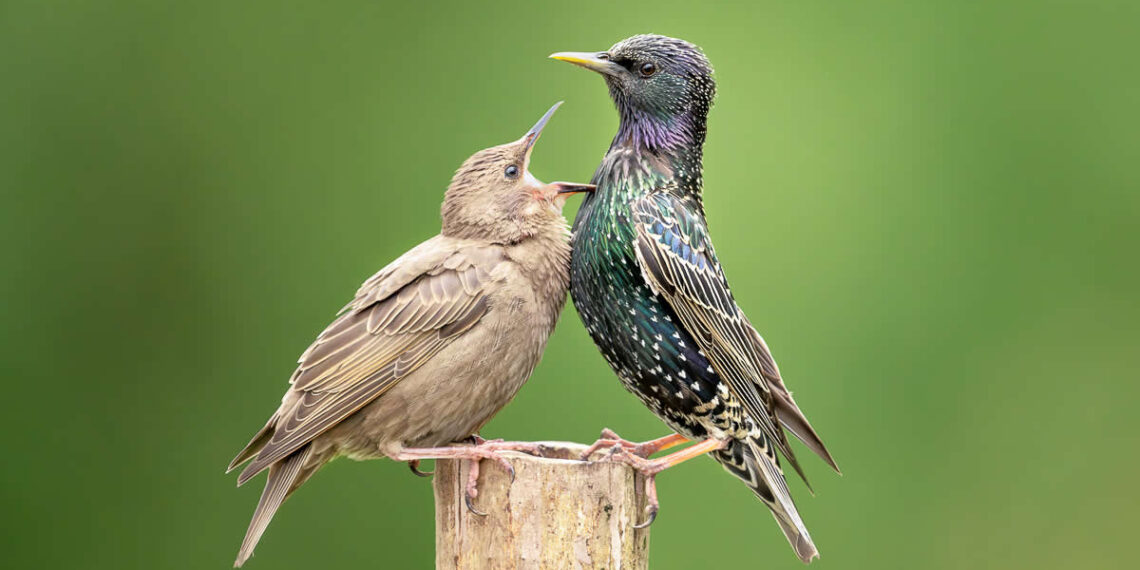 Wildlife Photos from the Chromatic Awards