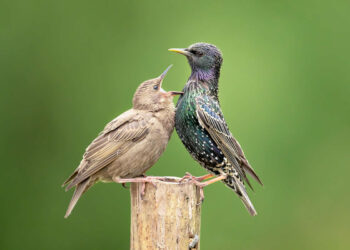 Wildlife Photos from the Chromatic Awards