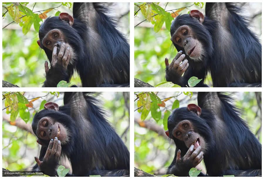 2025 Comedy Wildlife Photography Awards Finalists