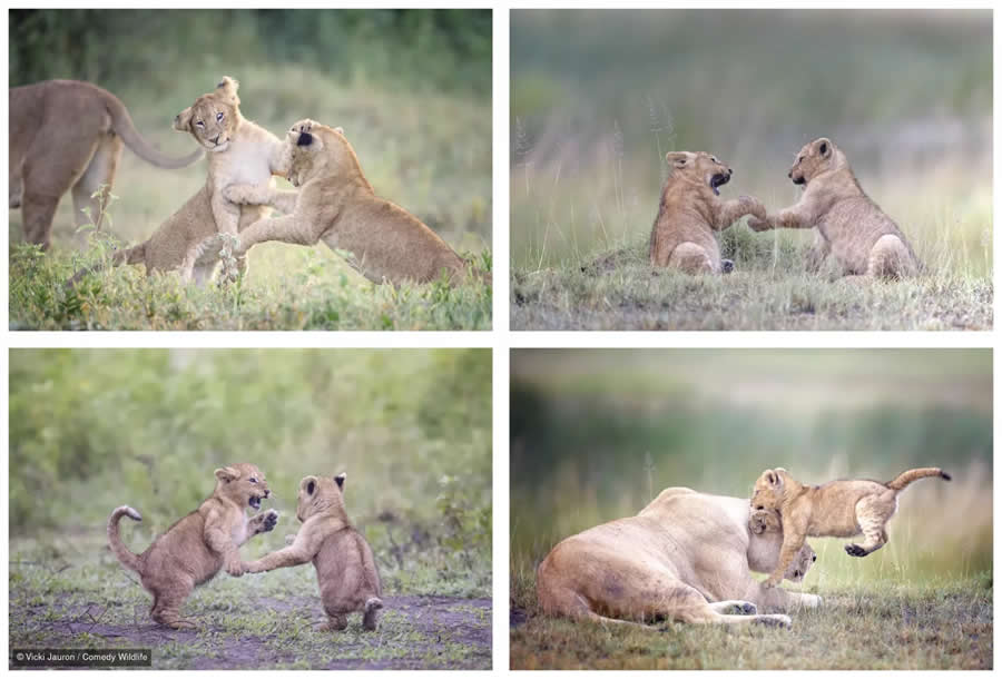 2025 Comedy Wildlife Photography Awards Finalists
