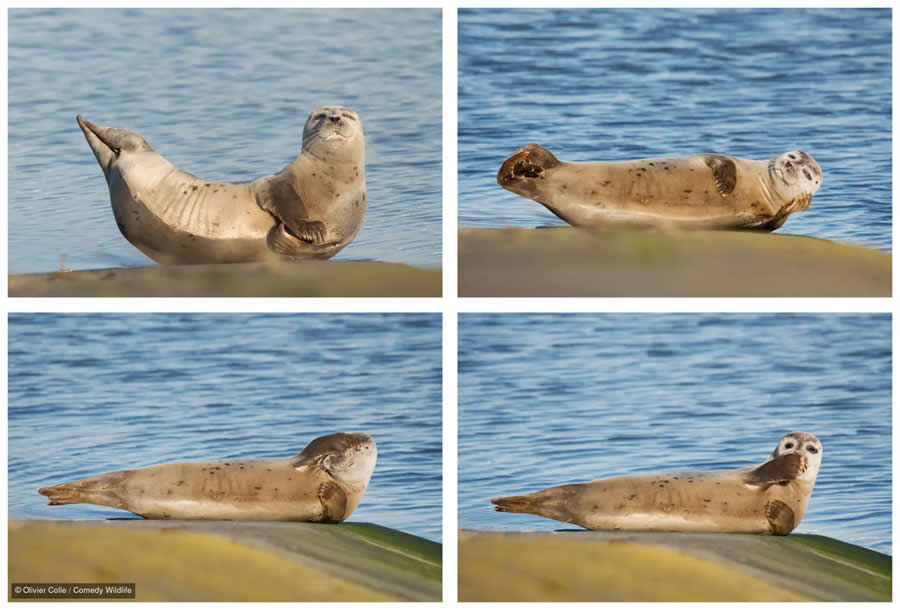 2025 Comedy Wildlife Photography Awards Finalists