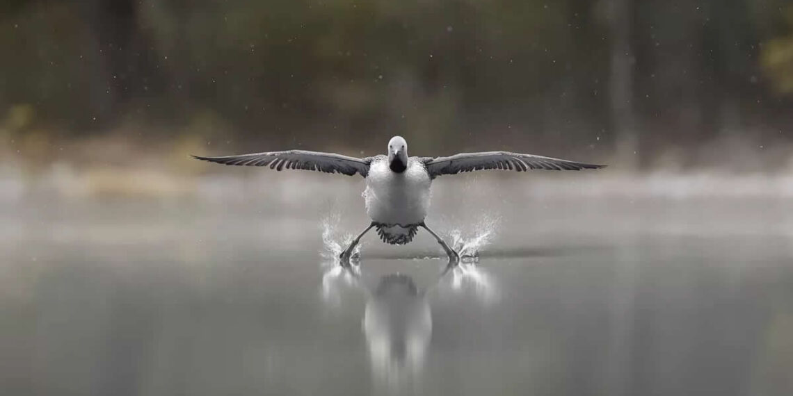 2025 Comedy Wildlife Photography Awards Finalists